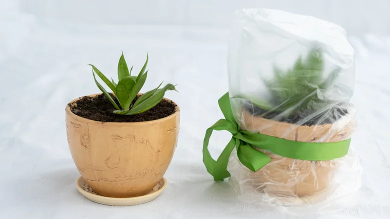 Why Gardeners Will Be Glad To Have Grocery Bags On Hand