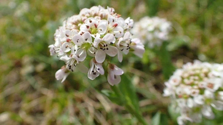 Why ‘Good Weed’ Pennycress Isn’t As Good For Your Lawn As You Think