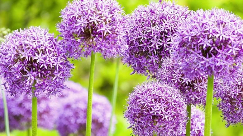 Why Growing Alliums Near Each Other Isn’t A Good Idea