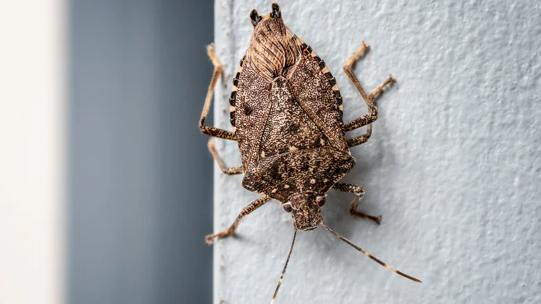Why It’s Important To Not Just Repel But Eliminate Stink Bugs (& What To Use)