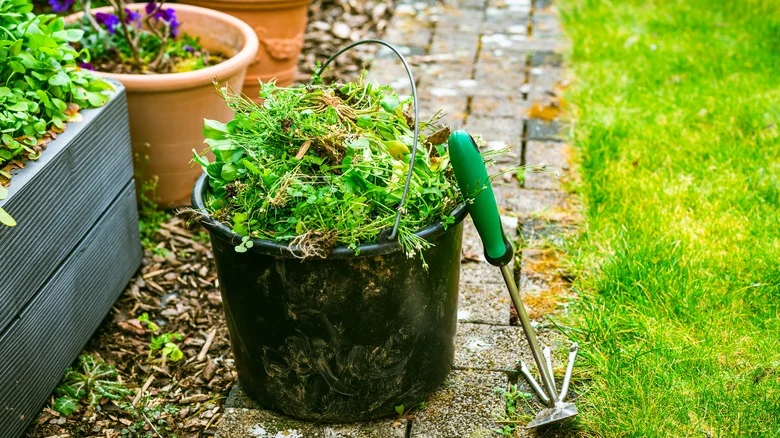 Why It’s Not A Bad Thing If There Is Lambs Quarter In Your Lawn