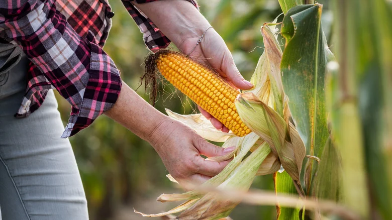 Why It’s Risky To Grow Tomatoes And Corn Side By Side