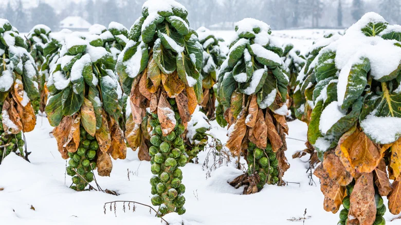 Why Late Winter Might Be The Best Time To Harvest Your Brussels Sprouts