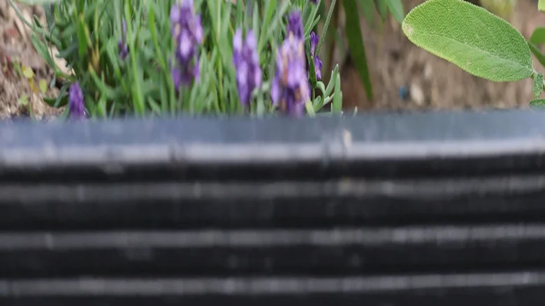 Why Lavender And Basil Make A Bad Gardening Pair
