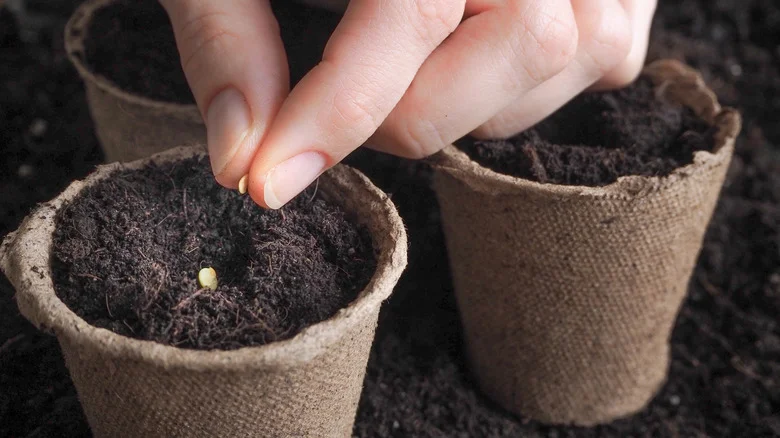 Why Martha Stewart Recommends Starting Tomato Seeds In Peat Pots