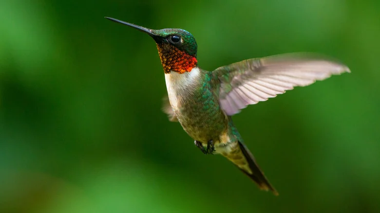 Why May Might Be The Best Time To Spot A Ruby-Throated Hummingbird In Your Yard