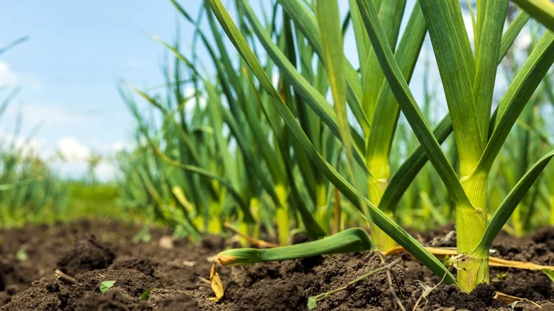Why Mint And Garlic Aren’t Friendly Plants In The Garden