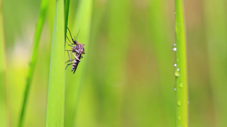 Why No-See-Ums Are Attracted To Your Yard (& Tips To Deter Them)
