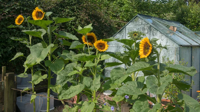 Why Peas And Sunflowers Are An Unexpected But Effective Garden Match, According To House Digest’s Master Gardener