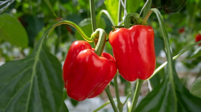 Why People Sprinkle Coffee Grounds On Their Pepper Plants (& Should You Try It?)
