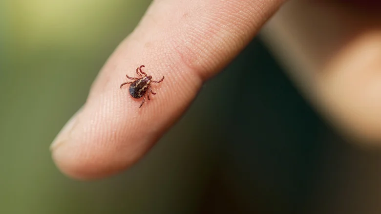 Why People Use Herbs & Flowers To Repel Ticks Along Pathways (& Does It Really Work?)