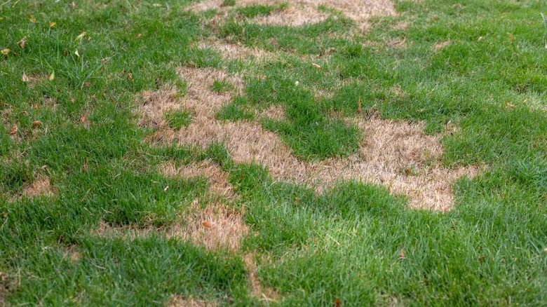 Why Perennial Ryegrass Leaves Bald Spots In Your Lawn (And What To Do About It)