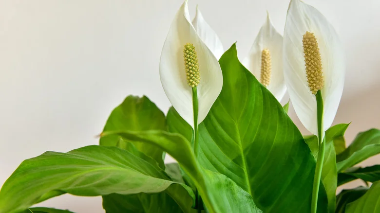 Why Pinterest Recommends Against Growing Peace Lilies As Houseplants