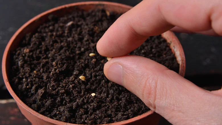 Why Pinterest Recommends Using Hydrogen Peroxide To Germinate Seeds