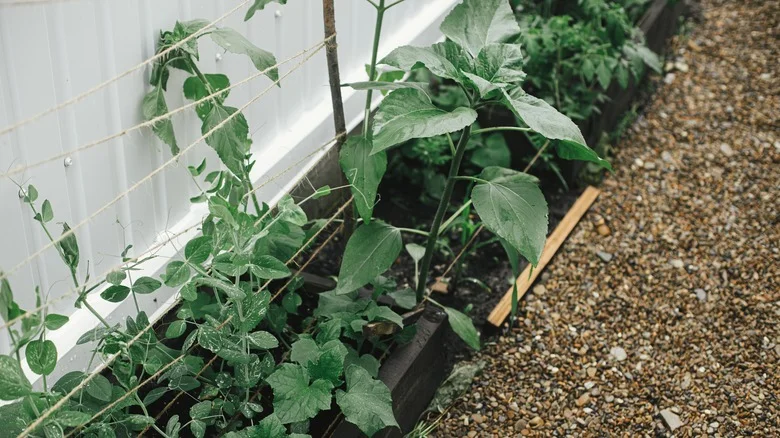 Why Planting Cucumbers & Peas Together Are A Match Made In Vegetable Heaven