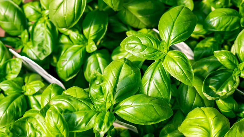 Why Pruning Your Basil Plant Is Key To Maximum Yield