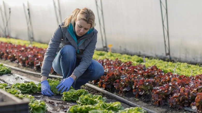 Why Pulling Lettuce From The Root Is A Mistake (And How To Harvest The Right Way)