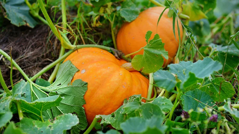 Why Pumpkins And Garlic Aren’t Friendly In The Garden