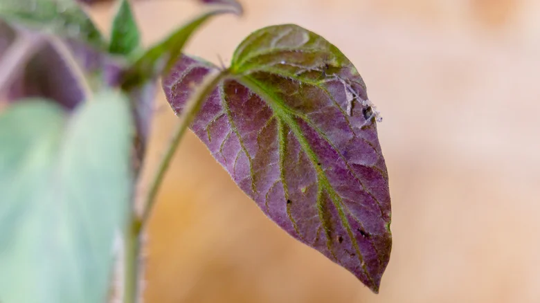 Why Seeing Your Tomato Plant’s Leaves Turn Purple Is Cause For Concern