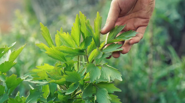 Why Smart Gardeners Are Planting Lovage Next To Their Tomatoes