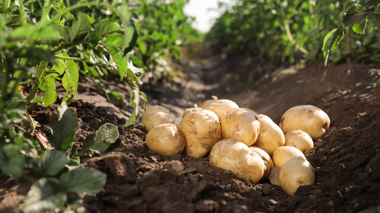 Why So Many People Plant Potatoes On St. Patrick’s Day, According To Our Master Gardener