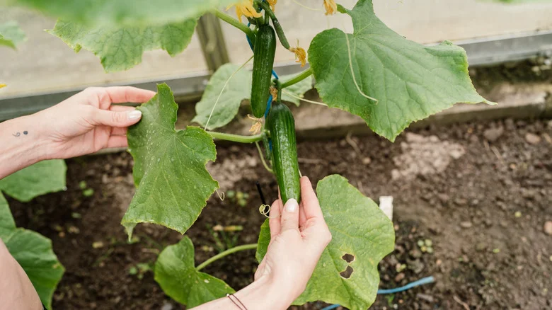 Why Some Fresh Cucumbers Need To Be Burped Before You Eat Them