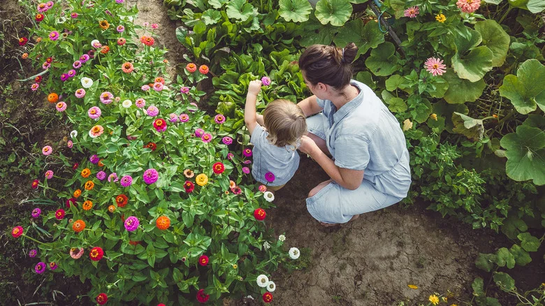 Why Soybeans Are The Key To A Thriving Garden