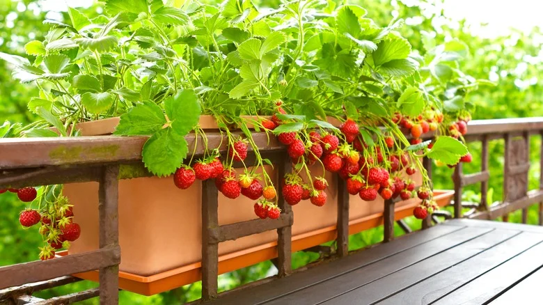 Why Strawberries And Tomatoes Do Not Get Along When Planted Next To Each Other