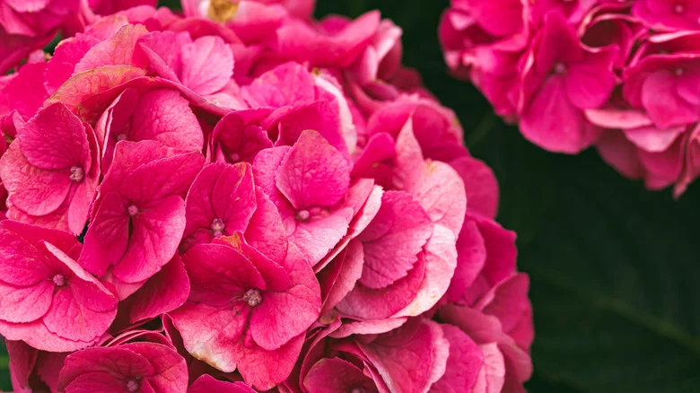 Why Summer Crush Hydrangeas Are The Perfect Choice For Your Small Garden