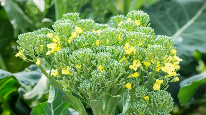 Why The Broccoli In Your Garden Is Flowering (& What Happens If You Let It)