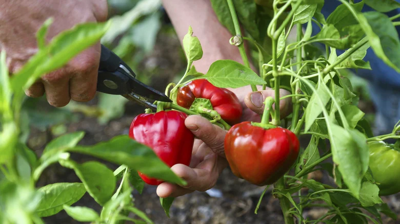 Why The Leaves On Your Pepper Plant Are Turning Yellow (And How To Fix It)