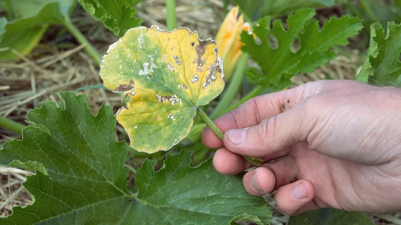 Why The Leaves On Your Zucchini Plant Are Yellow, Not Green