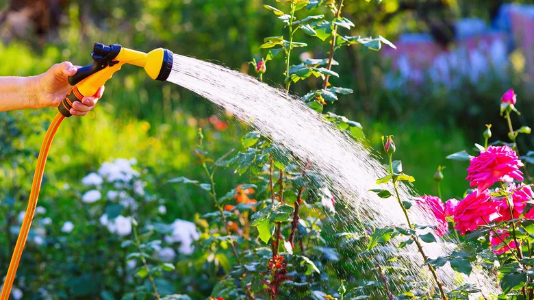 Why There’s Simply No Need For An Expandable Garden Hose