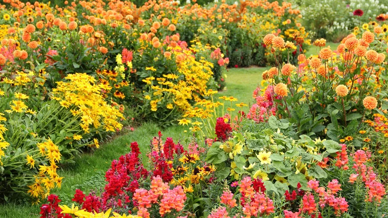 Why This Perennial Sunflower Variety Can Be A Pest In The Garden