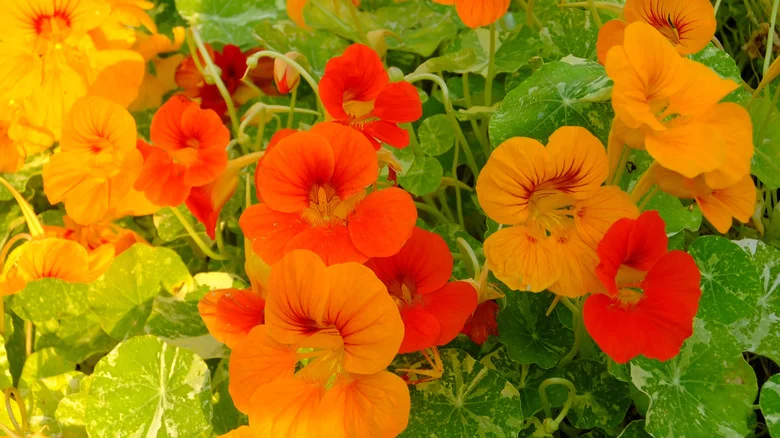 Why This Viral DIY Planter Hack Isn’t As Convenient As It Seems
