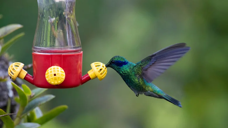 Why Those Christmas Ornament Hangers Are Perfect For Your Hummingbird Feeder