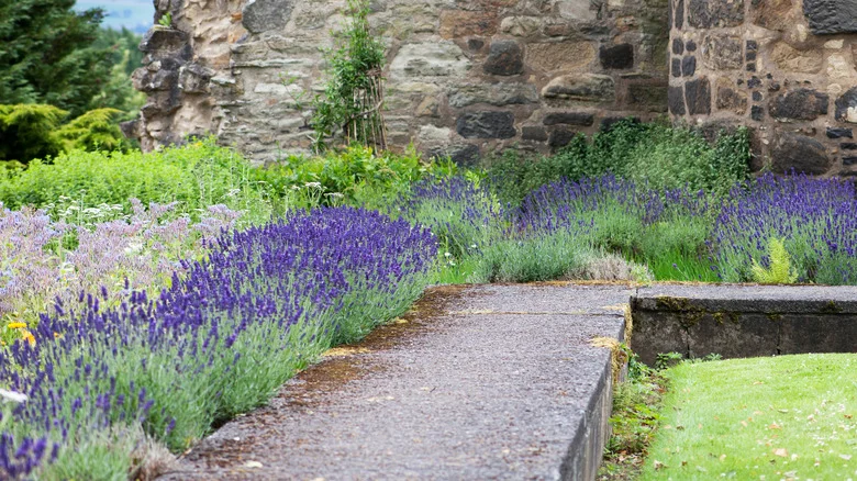 Why Thyme And Lavender Are Natural Companions In The Garden