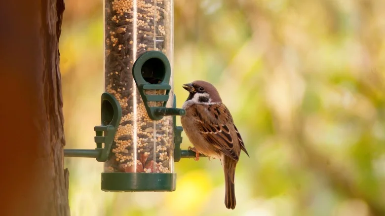Why TikTok Recommends Ditching The Bird Feeder In Your Yard & Garden
