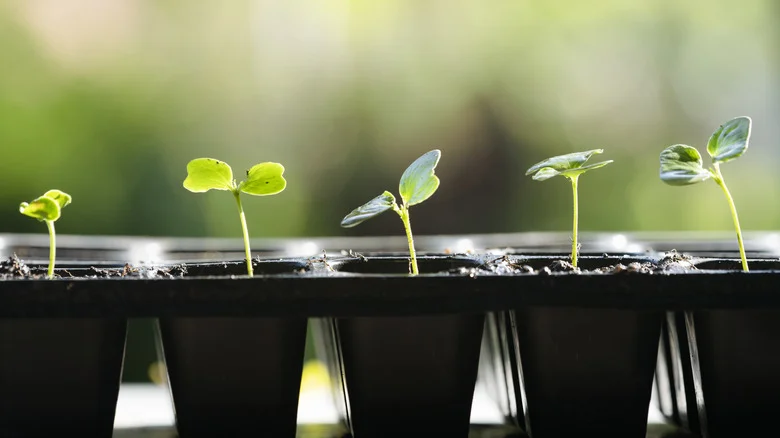 Why TikTok Recommends To Avoid Starting Seeds In Plastic Trays