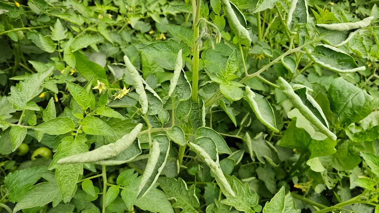 Why Tomato Leaves Curling Upwards Is Cause For Concern