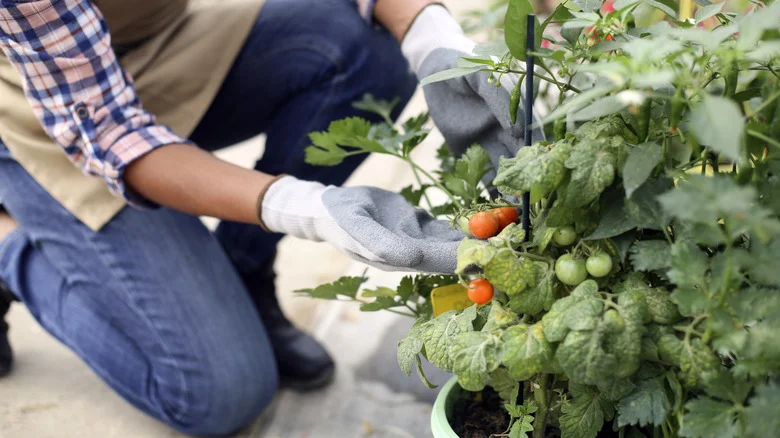 Why Tomatoes May Not Be The Best Choice For Beginner Gardeners