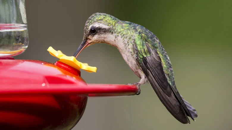 Why Using Distilled Water In DIY Hummingbird Nectar Is A Bad Idea