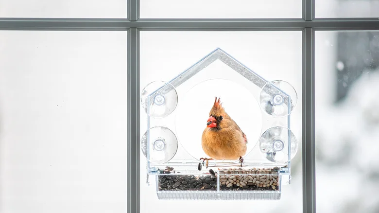 Why Using Window Bird Feeders May Not Be The Best Idea