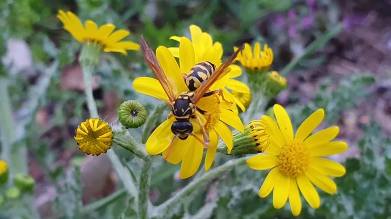 Why Wasps Are Much More Active During Fall (And What To Do About It)