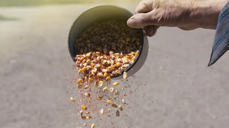 Why Winnowing Is Key When Cleaning Seeds & How To Do It Right