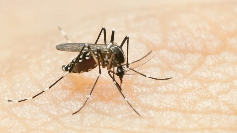 Why Winter Is The Perfect Time To Get Rid Of Mosquitos On Your Property