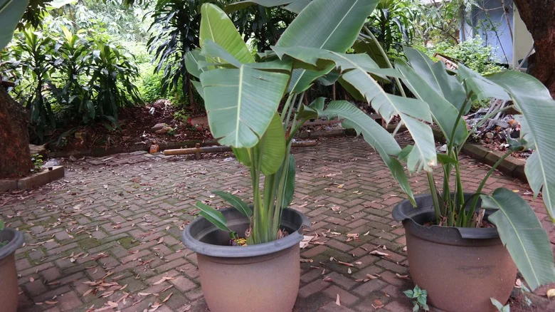 Why You Can’t Get Your Bird Of Paradise To Bloom
