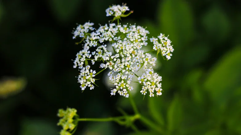 Why You Don’t Want To Grow Snow-On-The-Mountain In Your Garden