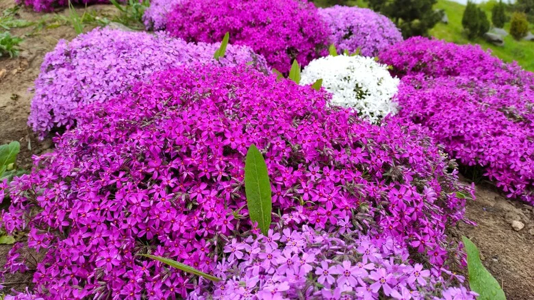 Why You May Want To Reconsider Growing Creeping Phlox From Seed