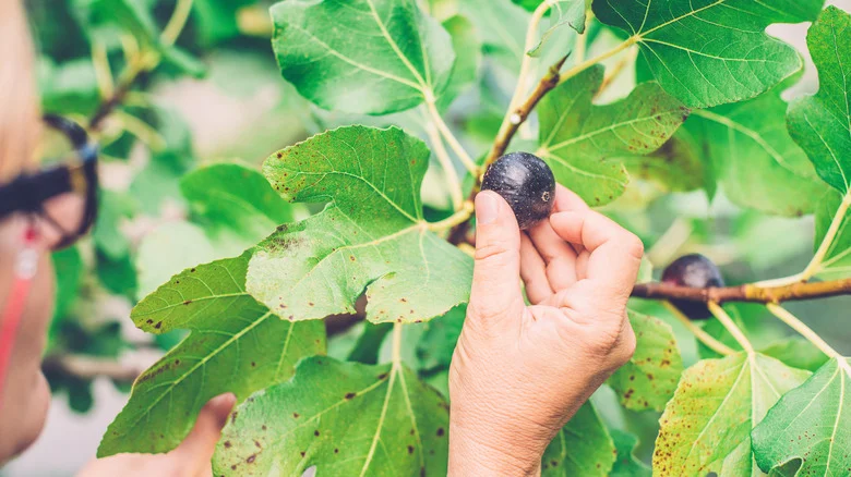 Why You May Want To Reconsider Growing Fruit-Bearing Fig Trees In Your Yard